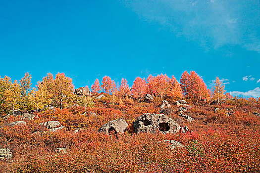 新疆阿勒泰喀纳斯秋天的山坡