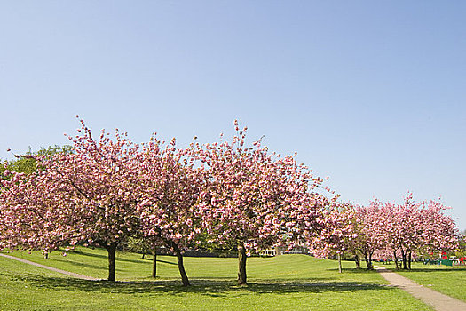 英格兰,北约克郡,樱花,树
