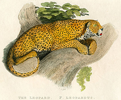 豹,手绘,雕刻,1818年