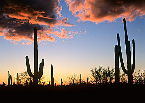 树形仙人掌,巨人柱仙人掌,仙人掌,日落,萨瓜罗国家公园,亚利桑那