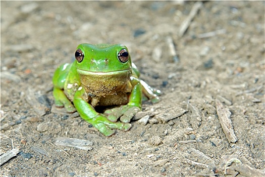 绿树蛙,地上