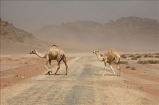 两个,阿拉伯骆驼,穿过,沙漠公路,瓦地伦,约旦