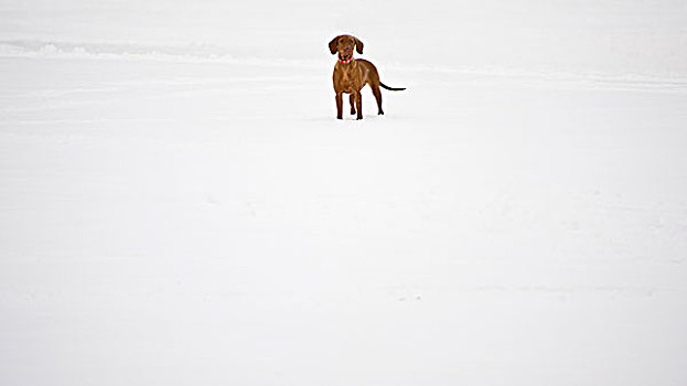 雪,冬季风景,乡村,场景,英国,狗