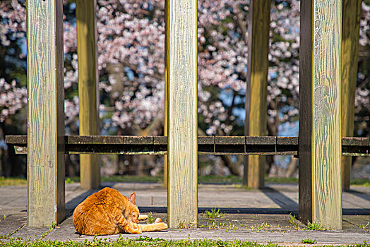 日本福冈西公园野猫晒太阳