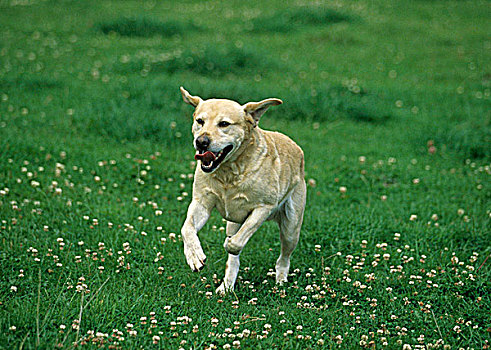 肖像,拉布拉多犬,跑