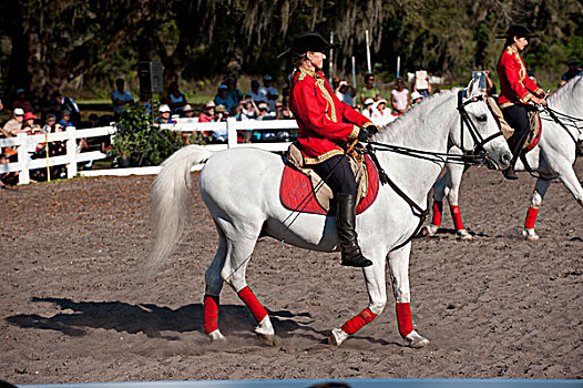 佛罗里达,城市,皇家,牧场,种马,花式骑术,表演,服装,骑乘,机动