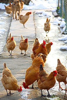 鸡群图片
