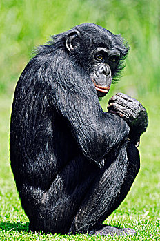 倭黑猩猩,俾格米人,黑猩猩,非洲,物种,俘获,佛罗里达,美国