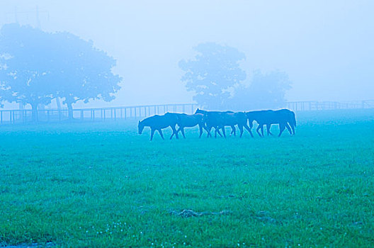草场,晨雾
