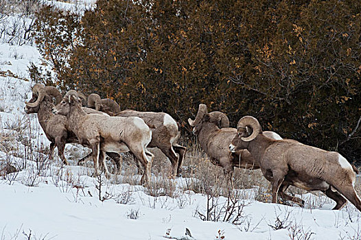 牧群,大角羊,冬天,河谷,黄石国家公园,怀俄明