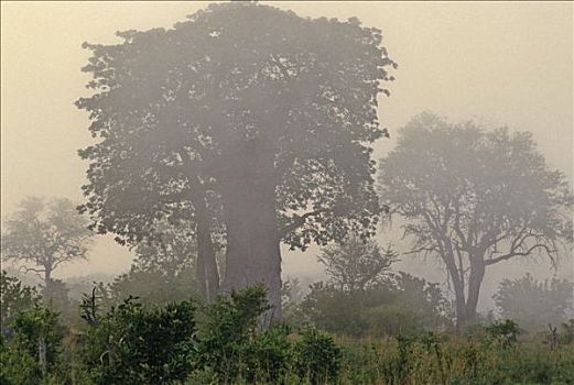 乔贝国家公园,猴面包树,薄雾