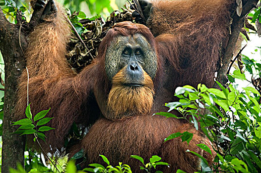 苏门答腊猩猩,强势,树上,古农列尤择国家公园,北方,苏门答腊岛,印度尼西亚