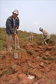 男人,铲,挖,生活方式,越战,省,老挝,东南亚