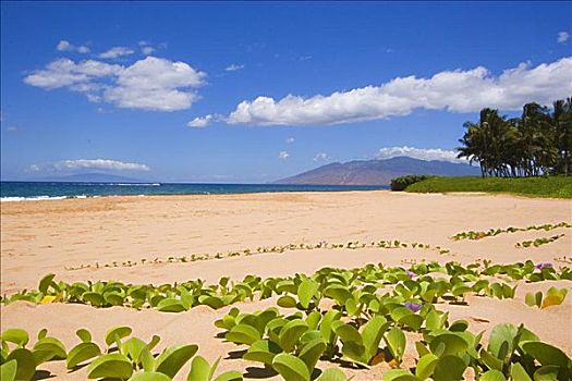 夏威夷,毛伊岛,绿色,叶子,蔓藤