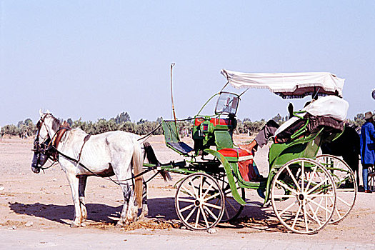 马车,乘客,马拉喀什,摩洛哥