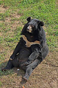 黑熊,亚洲黑熊