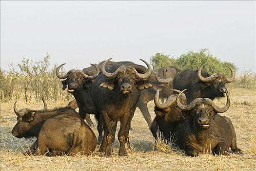 非洲,水牛,南非水牛,非洲水牛,乔贝国家公园,博茨瓦纳