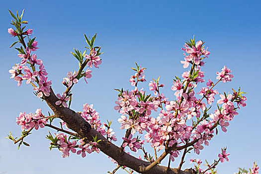 北京春天盛开的桃花