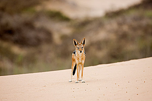 黑背狐狼,黑背豺,纳米布沙漠,纳米比亚