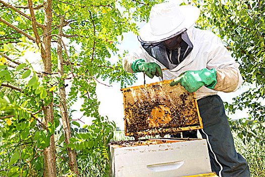 养蜂人,工作,蜂巢,花园