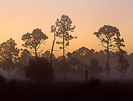 松树,晨雾,佛罗里达