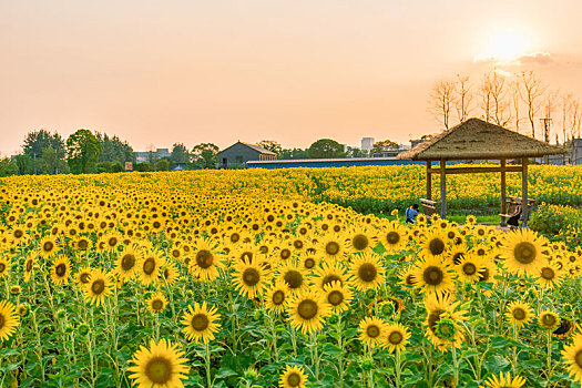 杭州湘湖景区花海花田向日葵