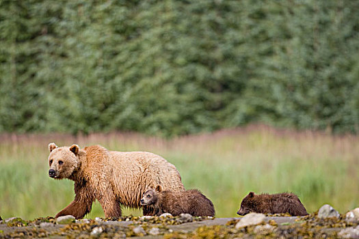 大灰熊,走,退潮,线条,春天,幼兽,恩迪科特湾,东南阿拉斯加,夏天