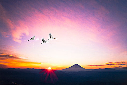 野鸟,山,富士山