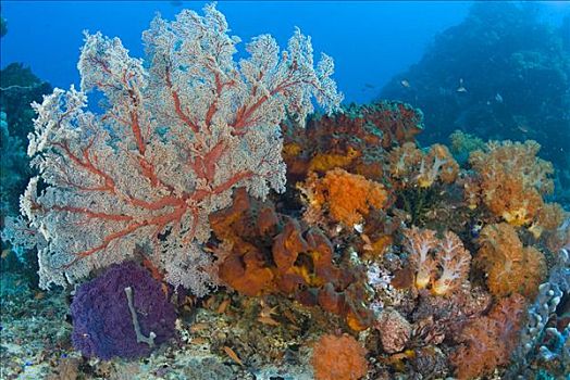 海扇,局部,珊瑚礁,科莫多岛,印度尼西亚