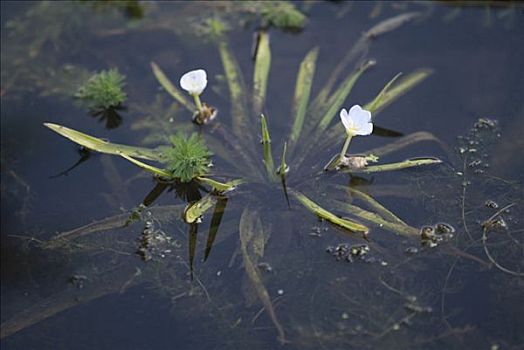 水,军人,花,莱茵兰普法尔茨州,德国,欧洲