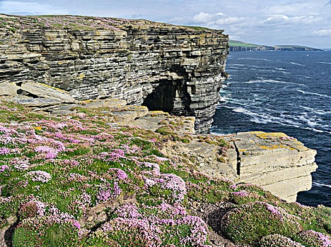 悬崖,迎面,岛屿,家,一个,海鸟,生物群,英国,奥克尼群岛,苏格兰,大幅,尺寸