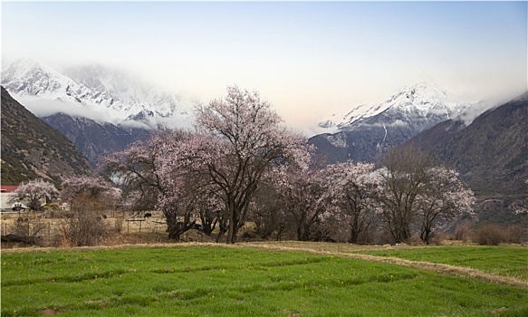 野桃花观赏圣地索松村