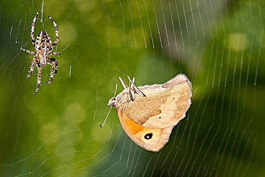 欧洲园蛛,蜘蛛,坐,蜘蛛网,捕食,小,石南
