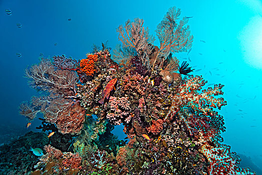 珊瑚,遮盖,多样,弗米利恩,黑鲈,青星九刺鮨,四王群岛,巴布亚岛,西巴布亚,太平洋,印度尼西亚,亚洲