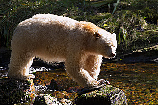 白灵熊,美洲黑熊,灵熊,捕鱼,粉色,三文鱼,太平洋鲑属,大熊雨林,不列颠哥伦比亚省,加拿大