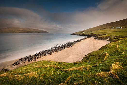 灰海豹,生物群,海滩,岛屿,爱尔兰