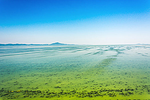 大乌河第聂伯河通过cyanobacterias覆盖,夏季炎热的结果