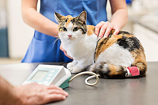 兽医,检查,猫,外科手术