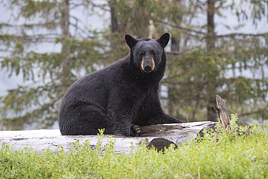 俘获,黑熊,母熊,坐,原木上,看,阿拉斯加野生动物保护中心,阿拉斯加