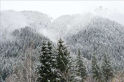 树,积雪,法国阿尔卑斯山