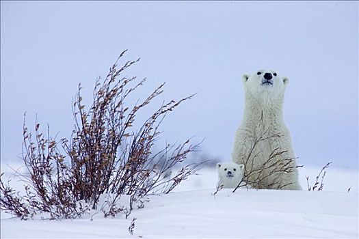 北极熊,三个,老,幼兽,母兽,偷看,上方,雪堆,脆弱,瓦普斯克国家公园,曼尼托巴,加拿大
