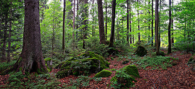 混交林,巴伐利亚森林国家公园,巴伐利亚,德国,欧洲