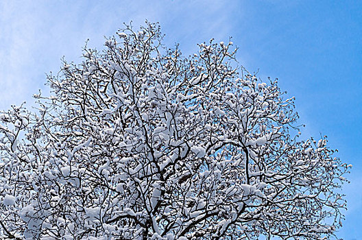 树,积雪,蓝天,仰视,风景