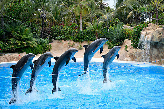 宽吻海豚,跳跃,多,上方,绳索,俘获,海豚,表演,公园,波多黎各,特内里费岛,加纳利群岛,西班牙,欧洲