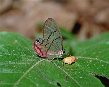 蝴蝶,进食,中美洲