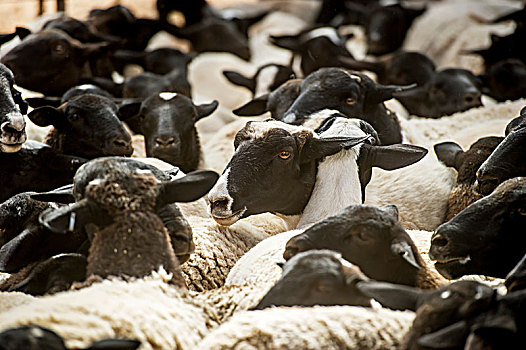 绵羊,农场,纳米比亚