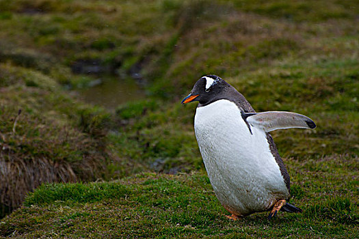南乔治亚,巴布亚企鹅