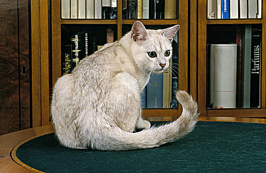 家猫,靠近,书架