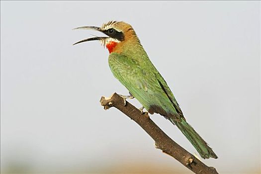 食蜂鸟,赞比西河,纳米比亚,非洲