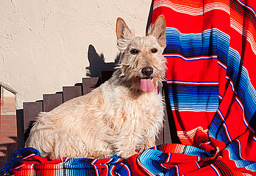 苏格兰小猎犬,坐,墨西哥,毯子